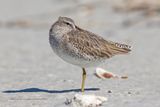 Short-billed Dowitcher - Limnodromus griseus