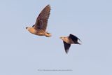 Madagascar Sandgrouse - Pterocles personatus