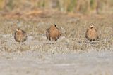 Madagascar Sandgrouse - Pterocles personatus