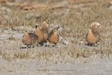 Madagascar Sandgrouse - Pterocles personatus