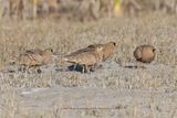 Madagascar Sandgrouse - Pterocles personatus