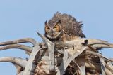 Great-horned Owl - Bubo virginianus