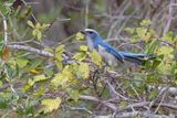 Florida Scrub Jay - Aphelocoma coerulescens
