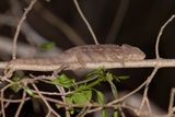 Madagascar Giant chameleon - Furcifer oustaleti