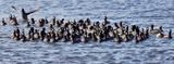 American Coot - Fulica americana