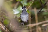 Crossleys Vanga - Mystacornis crossleyi