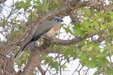 Crested Coua - Coua cristata