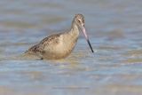 Marble godwit - Limosa fedoa