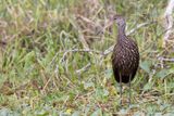 Limpkin - Aramus guarauna