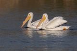 American White Pelican - Pelecanus erythrorhyncos