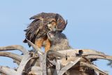Great-horned Owl - Bubo virginianus