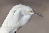 Snowy Egret - Egretta nivea