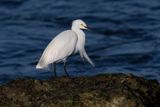 Snowy Egret - Egretta nivea