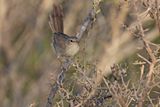 Subdesert Brush-warbler - Nesillas lantzii