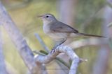 Subdesert Brush-warbler - Nesillas lantzii