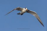 Royal Tern - Thalasseus maximus