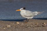 Royal Tern - Thalasseus maximus