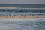 Royal Tern - Thalasseus maximus