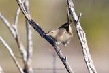 Subdesert Brush-warbler - Nesillas lantzii