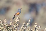 Littoral Rock-thrush - Monticola imerinus