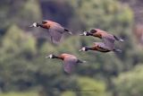 White-faced Whistling-duck - Dendrocygna viduata