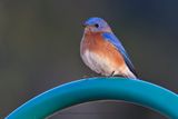 Eastern Bluebird - Sialia sialis