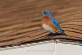 Eastern Bluebird - Sialia sialis