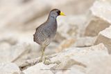 Sora - Porzana carolina