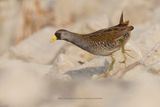 Sora - Porzana carolina