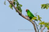 Sulawesi Hanging Parrot - Loriculus stigmatus