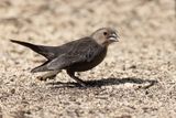 Brown-headed cowbird - Molothrus ater