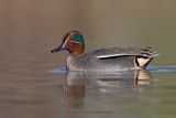 Common teal - Anas crecca