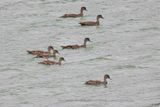 Sunda Teal - Anas gibberifrons
