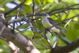 Great-billed kingfisher - Pelargopsis melanorhyncha