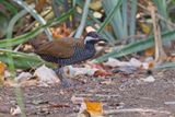 Barred rail - Hypotaenidia torquata