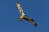 Osprey - Pandion haliaetus