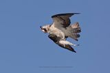 Osprey - Pandion haliaetus