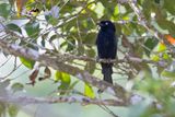 Hair-crested Drongo - Dicrurus hottentottus