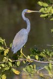 Tricolored Heron - Egretta tricolor