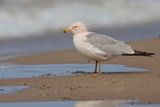 Ring-billed Gull - Larus delawarensis