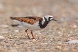 Turnstone - Arenaria interpres