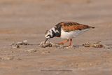 Turnstone - Arenaria interpres