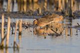Short-billed Dowitcher - Limnodromus griseus