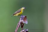 Ornate Sunbird - Cinnyris ornatus