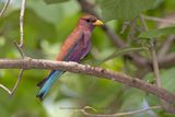 Broad-billed roller - Eurystomus glaucurus