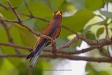 Broad-billed roller - Eurystomus glaucurus