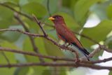 Broad-billed roller - Eurystomus glaucurus
