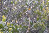 Rands Warbler - Randia pseudozosterops