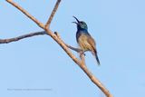Souimanga Sunbird - Cinnyris sovimanga