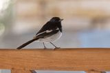 Madagascar Magpie-robin - Copsychus albospecularis